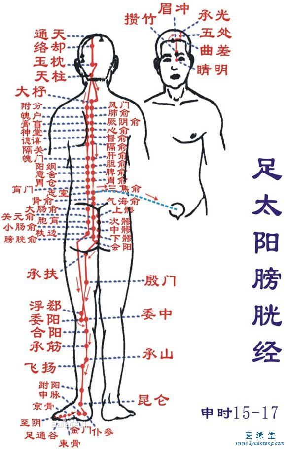 如何利用足太陽膀胱經“生命麻豆成人免费视频”提精神，增加健康指數